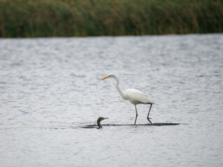  Silberreiher (Ardea alba) und Kormoran (Phalacrocorax carbo)