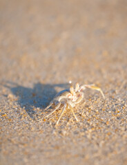 A crab on the beach is running on the white sand. Exotic animals in the resorts of tropical islands. The concept of a beach holiday in the tropics.