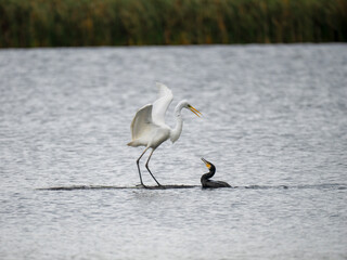  Silberreiher (Ardea alba) und Kormoran (Phalacrocorax carbo)