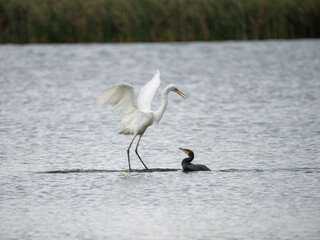  Silberreiher (Ardea alba) und Kormoran (Phalacrocorax carbo)