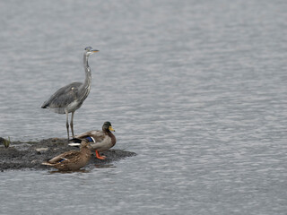 Graureiher (Ardea cinerea) und Stockente (Anas platyrhynchos)