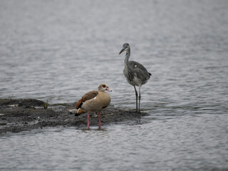 Graureiher (Ardea cinerea)  und Nilgans (Alopochen aegyptiaca)