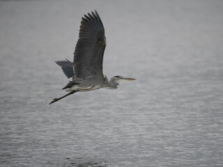 Graureiher (Ardea cinerea)