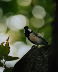 wildlife
