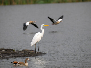  Silberreiher (Ardea alba) und Nilgans (Alopochen aegyptiaca)
