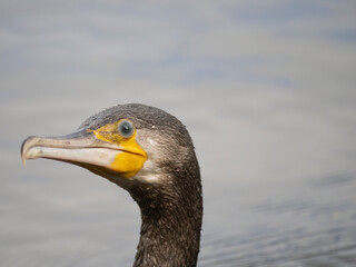 Kormoran (Phalacrocorax carbo)