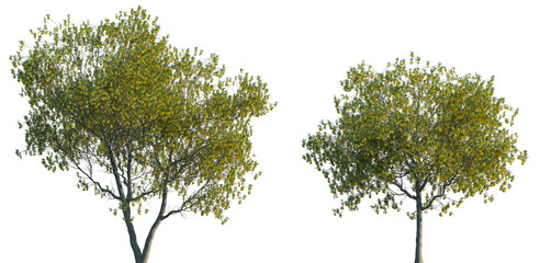 Sophora microphylla New Zealand tree frontal isolated png on a transparent background premium...
