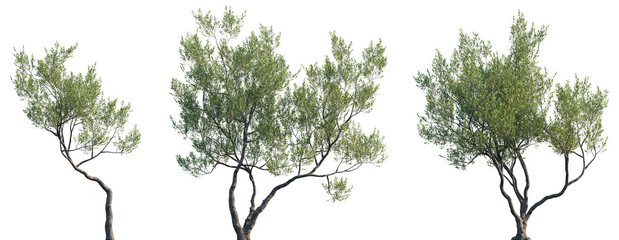 Olea europaea (Сommon olive, European olive, Olea sativa) Oleaceae evergreen trees isolated png on...