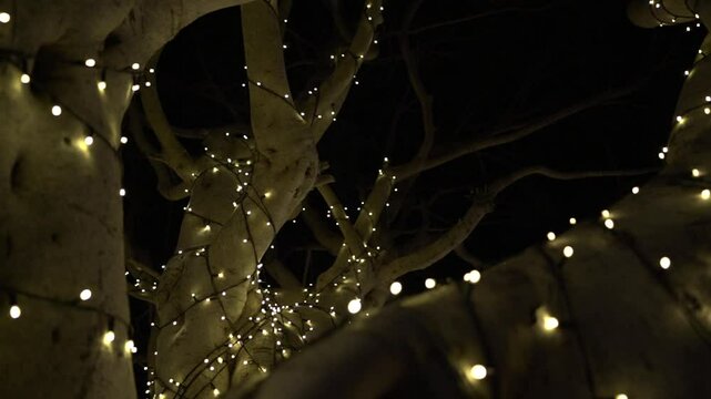 christmas lights