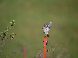 Hausrotschwanz  (Phoenicurus ochruros)