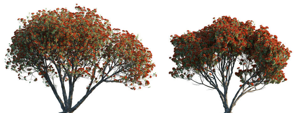 Metrosideros excelsa Pohutukawa trees frontal isolated png in sunny daylight on a transparent background premium cutout (New Zealand Christmas tree, iron tree)