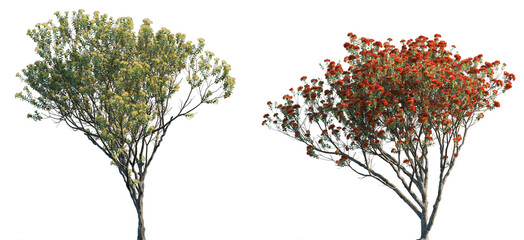 Metrosideros excelsa Pohutukawa trees isolated png in sunny daylight on a transparent background...