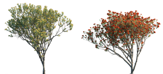 Metrosideros excelsa Pohutukawa trees isolated png in sunny daylight on a transparent background premium cutout (New Zealand Christmas tree, iron tree)