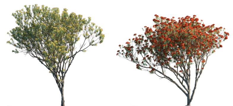 Metrosideros excelsa Pohutukawa trees isolated png in sunny daylight on a transparent background premium cutout (New Zealand Christmas tree, iron tree)