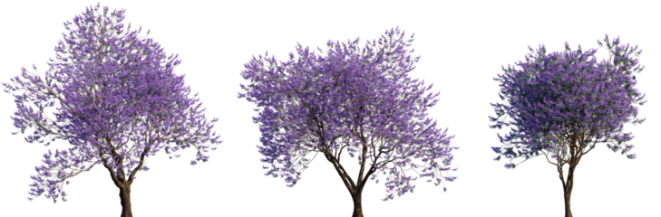 Jacaranda mimosifolia (blue jacaranda, black poui, Nupur or fern tree) trees frontal isolated png on a transparent background premium cutout