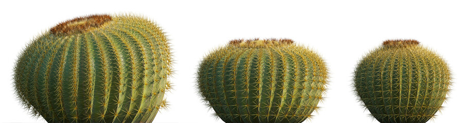 Golden barrel cactus (Echinocactus grusonii, Kroenleinia) isolated png on a transparent background premium cutout high resolution