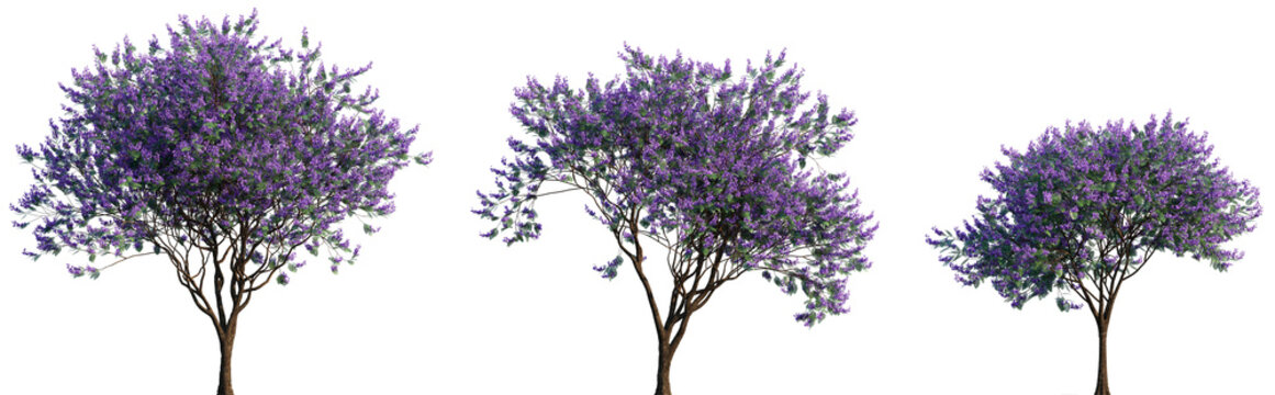 Jacaranda mimosifolia (blue jacaranda, black poui, Nupur or fern tree) trees frontal isolated png on a transparent background cutout
