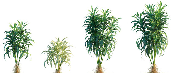 Dracaena sanderiana isolated premium png cutout (Chinese Water Bamboo, Friendship Bamboo, Lucky Bamboo, Ribbon Plant, Water Bamboo Dracaena braunii, Pleomele braunii Pleomele sanderiana)