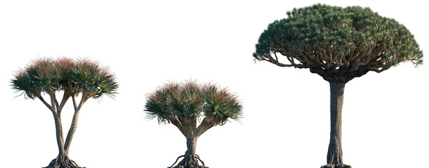 Dracaena draco subtropical tree isolated png on a transparent background premium cutout (the Canary Islands dragon tree, blood tree or drago) 