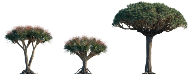 Dracaena draco subtropical tree isolated png on a transparent background premium cutout (the Canary Islands dragon tree, blood tree or drago) 