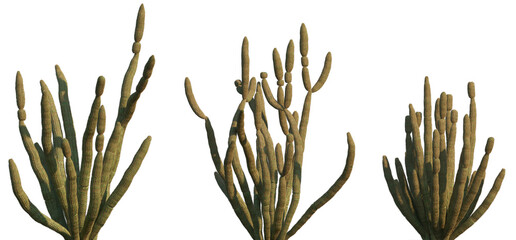 Cactus Stenocereus thurberi (Organ pipe cactus) set frontal isolated png on a transparent...