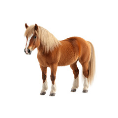 Obraz premium Brown Icelandic Horse with Blonde Mane and Tail, Standing on White Background