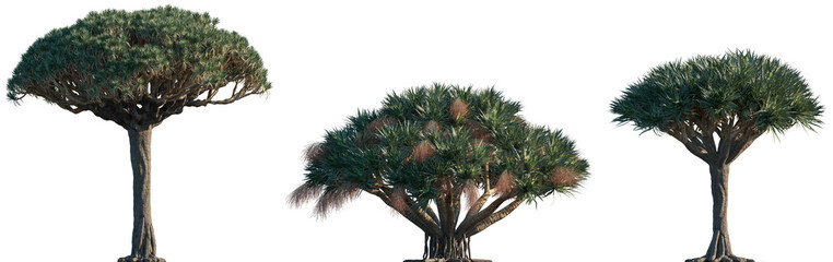 Dracaena draco subtropical tree isolated png on a transparent background premium cutout (the Canary Islands dragon tree, blood tree or drago) 