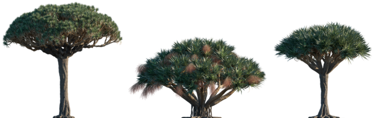 Dracaena draco subtropical tree isolated png on a transparent background premium cutout (the Canary Islands dragon tree, blood tree or drago) 
