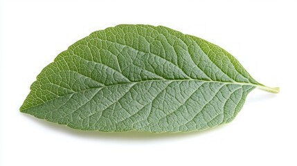 Obraz premium A single green leaf with visible veins isolated on a white background.