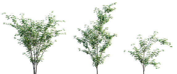 Acer palmatum frontal set trees isolated png in sunny daylight on a transparent background premium...