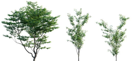 Acer palmatum frontal set trees isolated png in sunny daylight on a transparent background premium cutout (Japanese maple, palmate maple, smooth Japanese maple)