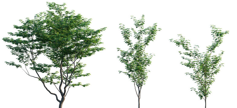 Acer palmatum frontal set trees isolated png in sunny daylight on a transparent background premium cutout (Japanese maple, palmate maple, smooth Japanese maple)