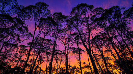 Naklejka premium Silhouettes of Trees against a Vibrant Sunset Sky