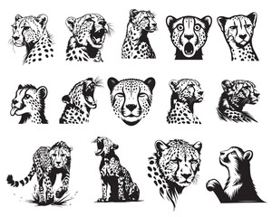 Set of Cheetah vector illustration in black and white - Acinonyx jubatus Clipart Design