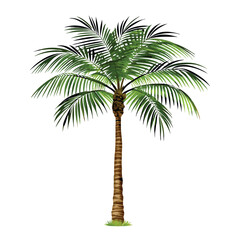 Coconut palm tree. Plant, garden, resort. Nature concept