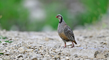 Steinhuhn // Rock partridge (Alectoris graeca) - Naturpark Blidinje, Bosnien und Herzegowina 