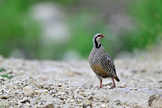 Steinhuhn // Rock partridge (Alectoris graeca) - Naturpark Blidinje, Bosnien und Herzegowina 
