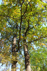 autumn in the park, autumn in the woods