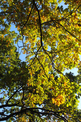 autumn leaves in the forest