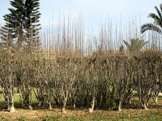 deciduous hedge in winter