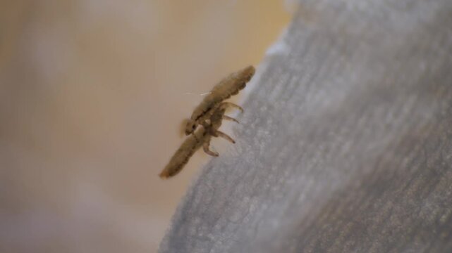 a small, brownish insect, Pediculus humanus (lice), with multiple legs on a textured surface, pointing to pediculosis.