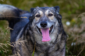 The dog walks in the meadow grasses. It reacts to the smells of flowering plants and sounds emitted by insects. 