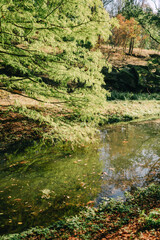lake in the middle of the park, autumn forest nature