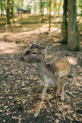 Deer family in a nature park in free range