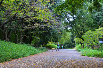 遊歩道に枯葉が散っている公園の風景