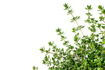 Obraz premium Aromatic thyme isolated on white background. Fresh herbs concept.