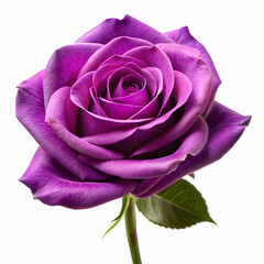 Purple Rose PNG &ndash; Realistic Transparent Flower Image