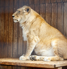 Obraz premium Portrait of a lioness in nature