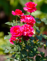 A bunch of pink roses are in a garden