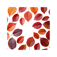 Obraz premium Autumn Leaves Pattern on White Background